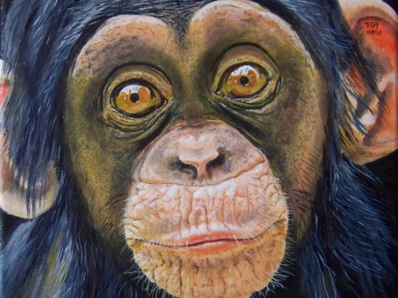 junger Schimpanse (oder Klein-Pitt)
